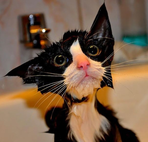Nothing Funnier Than A Wet Cat