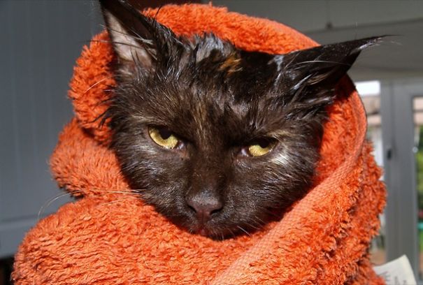 Nothing Funnier Than A Wet Cat