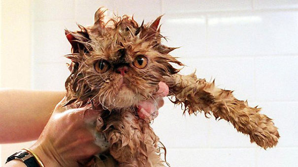 Nothing Funnier Than A Wet Cat