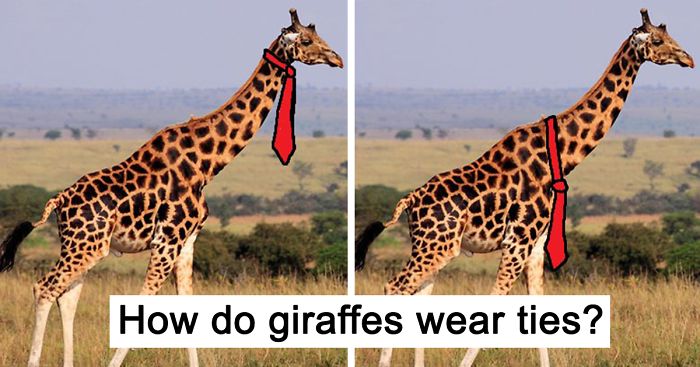 People Can’t Agree Whether Giraffes Wear Their Ties At The Top Or Bottom, And The Answers Are Hilarious