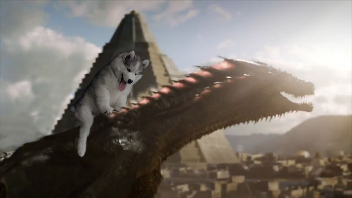 The Mother Of Huskies