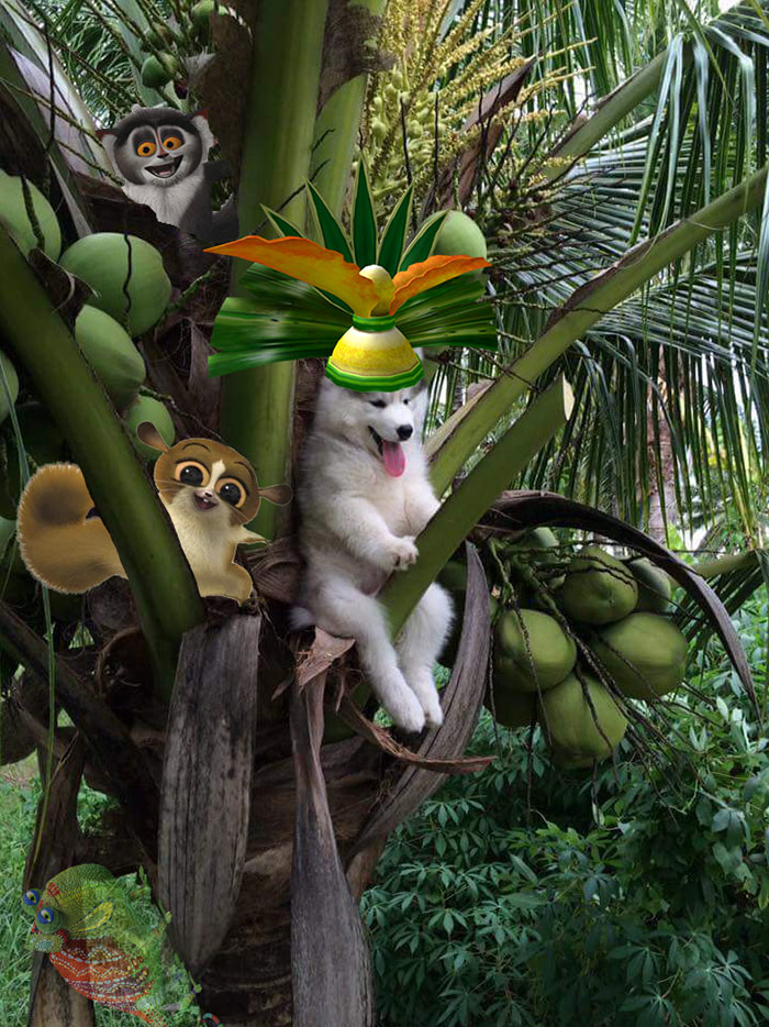 All Hail King Julien