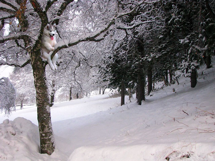 A More Natural Habitat