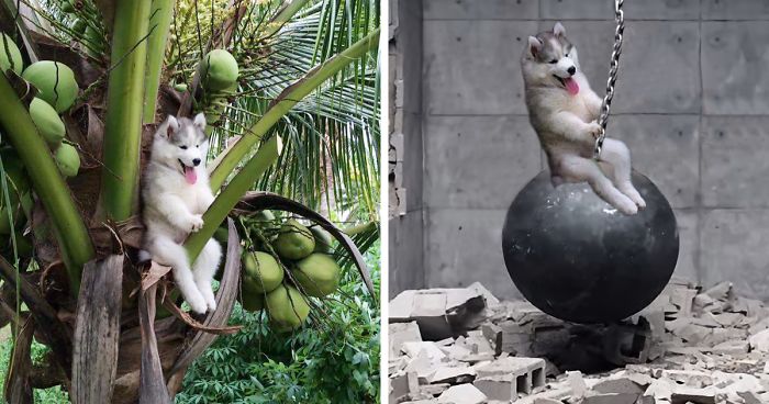 Husky Gets Stuck On Coconut Tree, The Internet Decides To Help… With Photoshop (68 Pics)