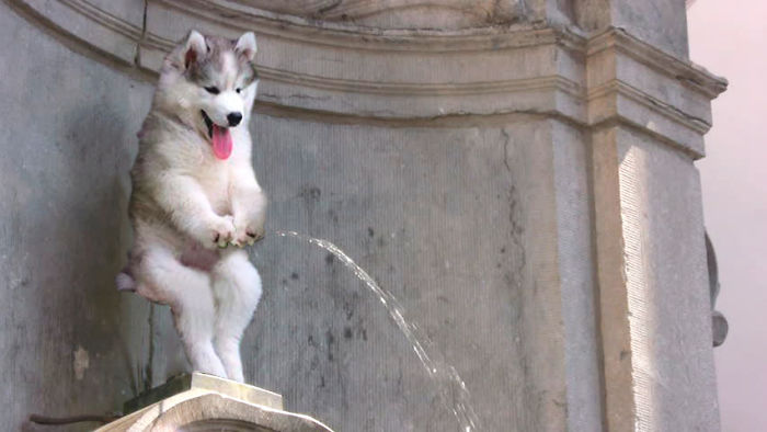 Fountainhusky