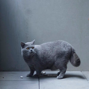 britishcowboycat avatar