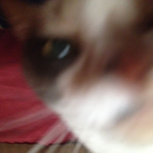 gatitosmuertos666 avatar