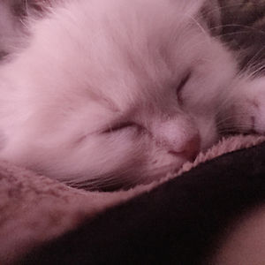 peapodmarie2004_2 avatar