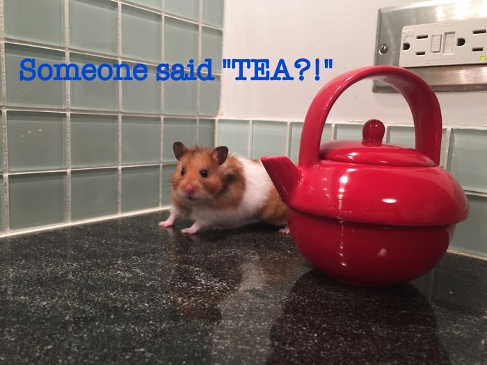 A Cute Mouse Story. I Mean The Hamster Who's Name Is Misses Watson! I Hope It Will Light Up Your Day The Same Way It Does Light Up Mine Every Day!!! ❤️