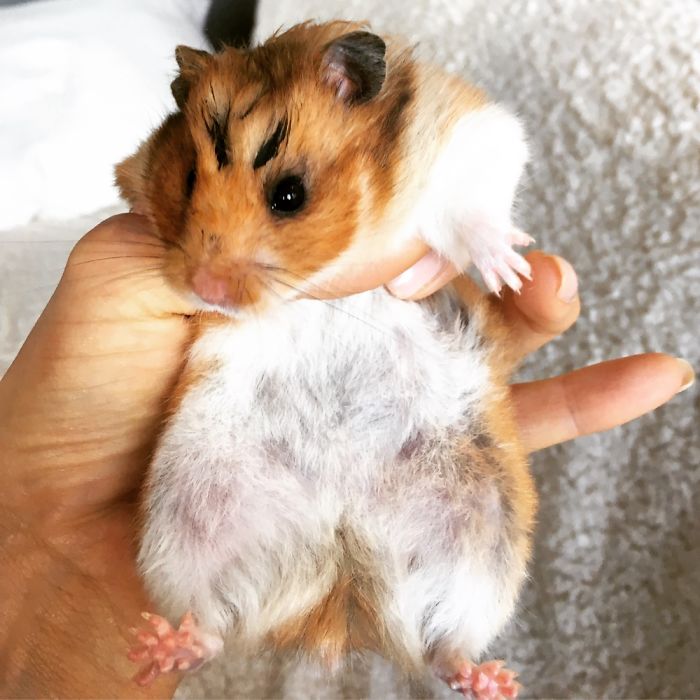 A Cute Mouse Story. I Mean The Hamster Who's Name Is Misses Watson! I Hope It Will Light Up Your Day The Same Way It Does Light Up Mine Every Day!!! ❤️