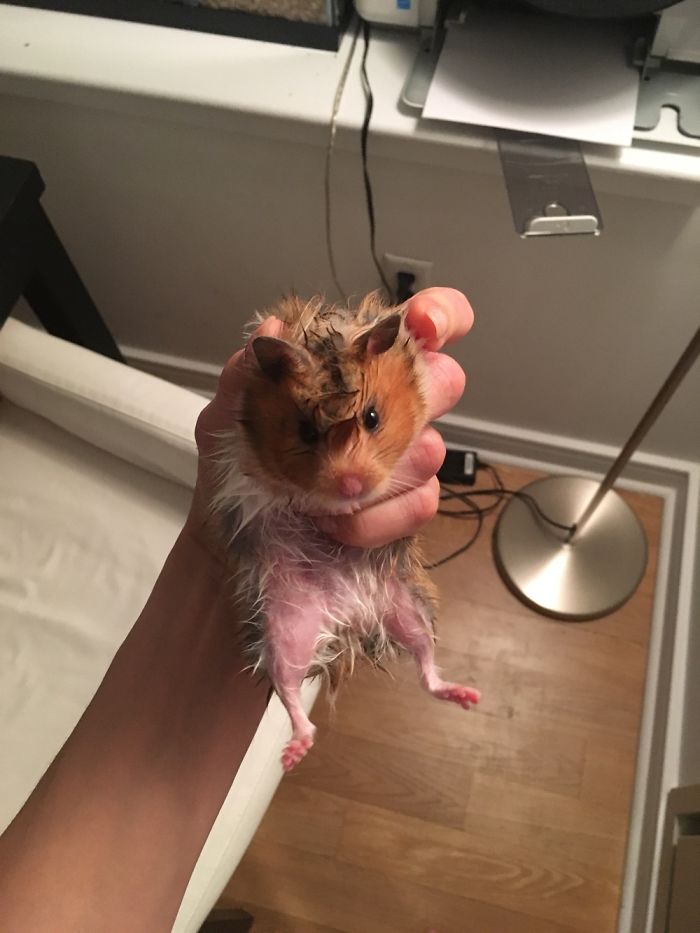 A Cute Mouse Story. I Mean The Hamster Who's Name Is Misses Watson! I Hope It Will Light Up Your Day The Same Way It Does Light Up Mine Every Day!!! ❤️ A Cute Mouse Story. I Mean The Hamster Who's Name Is Misses Watson! I Hope It Will Light Up Your Day The Same Way It Does Light Up Mine Every Day!!! ❤️