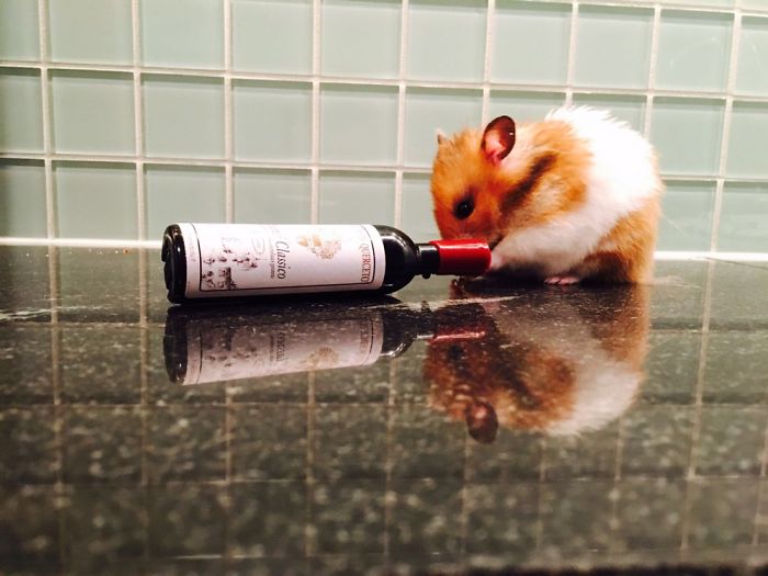 A Cute Mouse Story. I Mean The Hamster Who's Name Is Misses Watson! I Hope It Will Light Up Your Day The Same Way It Does Light Up Mine Every Day!!! ❤️