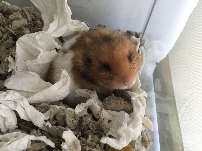 A Cute Mouse Story. I Mean The Hamster Who's Name Is Misses Watson! I Hope It Will Light Up Your Day The Same Way It Does Light Up Mine Every Day!!! ❤️ A Cute Mouse Story. I Mean The Hamster Who's Name Is Misses Watson! I Hope It Will Light Up Your Day The Same Way It Does Light Up Mine Every Day!!! ❤️