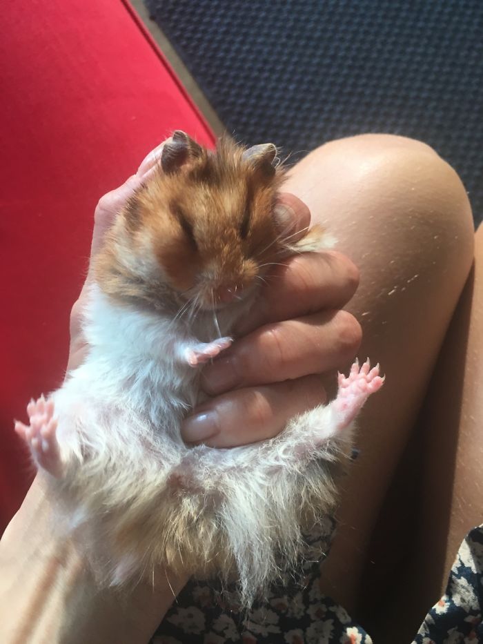 A Cute Mouse Story. I Mean The Hamster Who's Name Is Misses Watson! I Hope It Will Light Up Your Day The Same Way It Does Light Up Mine Every Day!!! ❤️ A Cute Mouse Story. I Mean The Hamster Who's Name Is Misses Watson! I Hope It Will Light Up Your Day The Same Way It Does Light Up Mine Every Day!!! ❤️