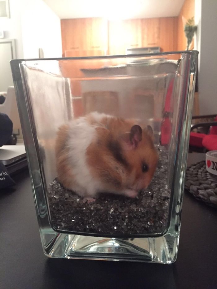 A Cute Mouse Story. I Mean The Hamster Who's Name Is Misses Watson! I Hope It Will Light Up Your Day The Same Way It Does Light Up Mine Every Day!!! ❤️ A Cute Mouse Story. I Mean The Hamster Who's Name Is Misses Watson! I Hope It Will Light Up Your Day The Same Way It Does Light Up Mine Every Day!!! ❤️