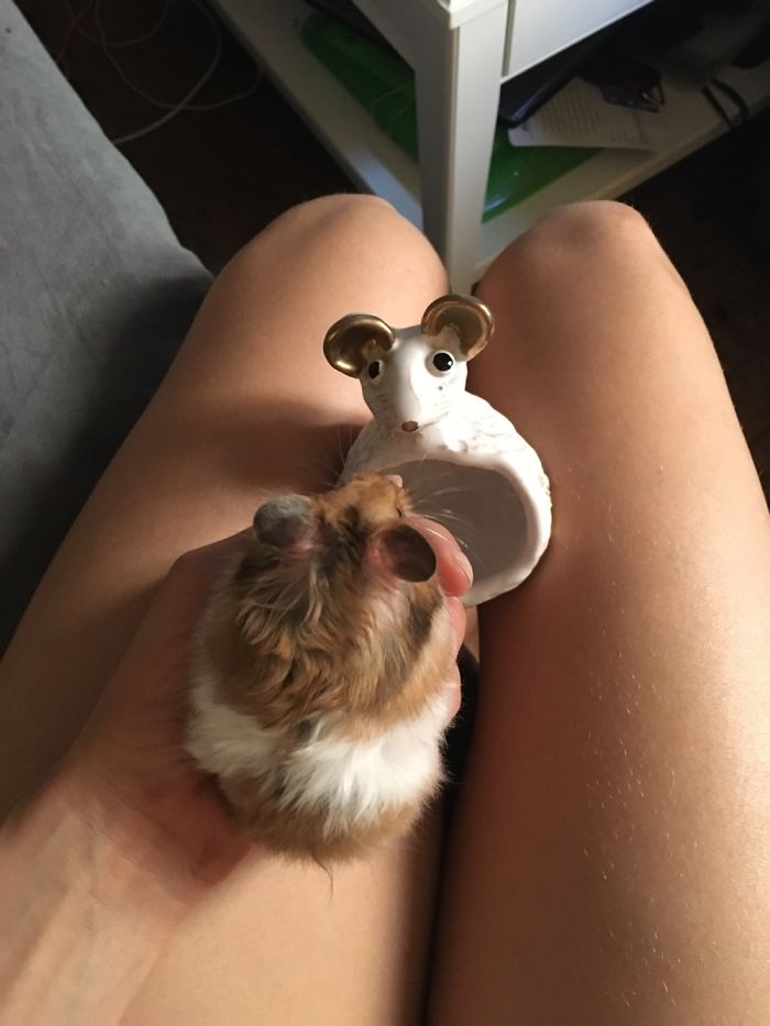 A Cute Mouse Story. I Mean The Hamster Who's Name Is Misses Watson! I Hope It Will Light Up Your Day The Same Way It Does Light Up Mine Every Day!!! ❤️