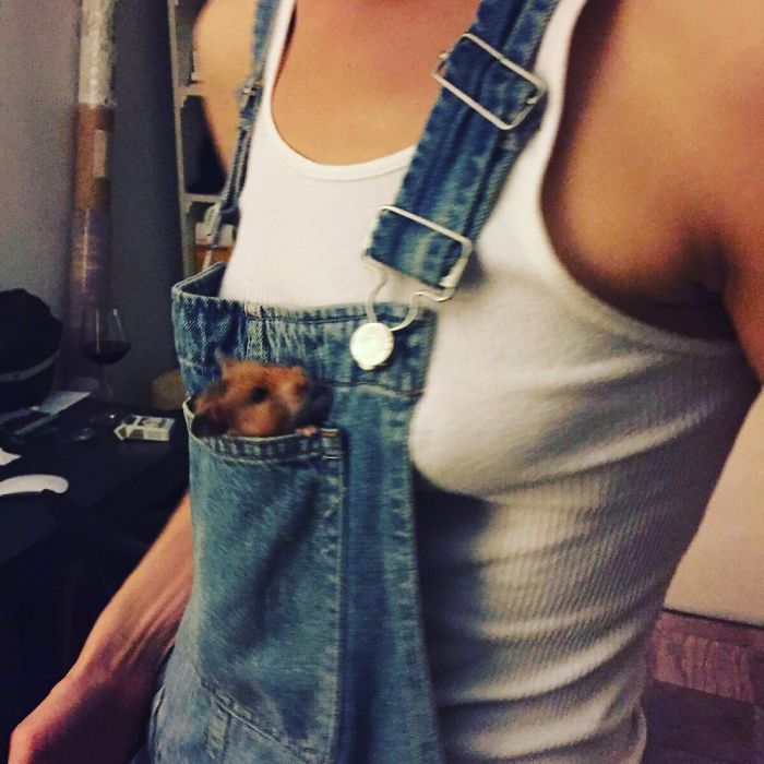 A Cute Mouse Story. I Mean The Hamster Who's Name Is Misses Watson! I Hope It Will Light Up Your Day The Same Way It Does Light Up Mine Every Day!!! ❤️