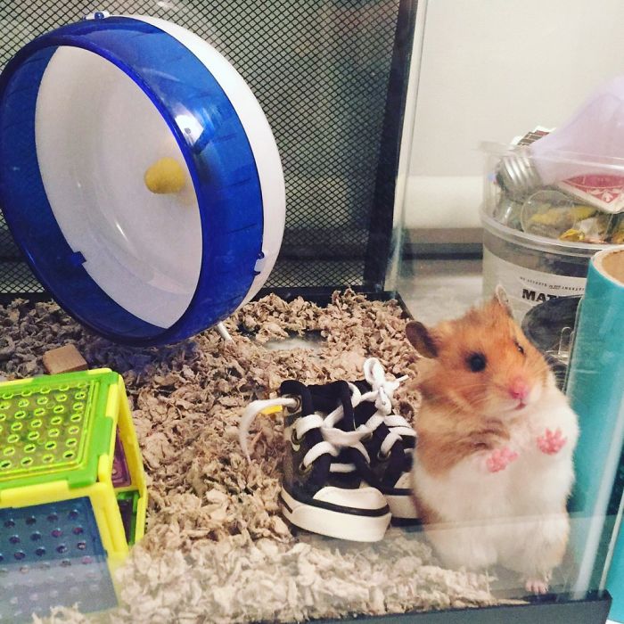 A Cute Mouse Story. I Mean The Hamster Who's Name Is Misses Watson! I Hope It Will Light Up Your Day The Same Way It Does Light Up Mine Every Day!!! ❤️