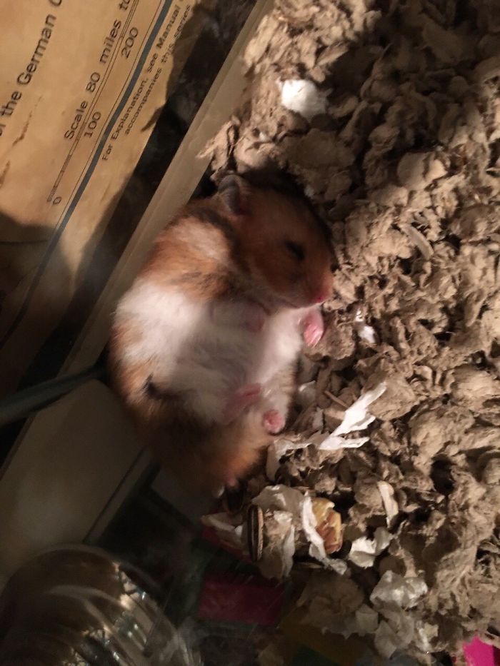 A Cute Mouse Story. I Mean The Hamster Who's Name Is Misses Watson! I Hope It Will Light Up Your Day The Same Way It Does Light Up Mine Every Day!!! ❤️ A Cute Mouse Story. I Mean The Hamster Who's Name Is Misses Watson! I Hope It Will Light Up Your Day The Same Way It Does Light Up Mine Every Day!!! ❤️