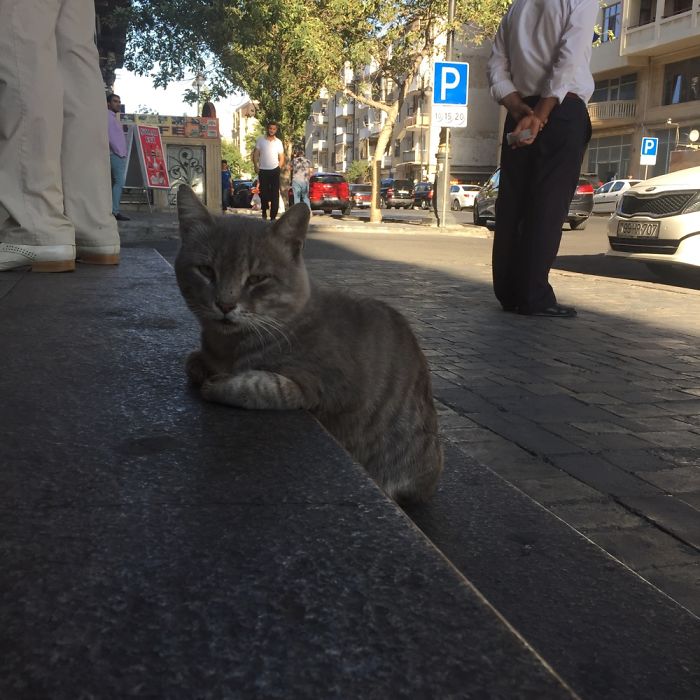 I Took Few Pictures Of A Supermarket Cat