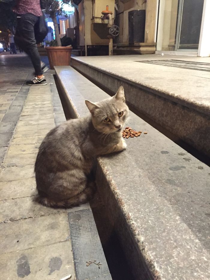 I Took Few Pictures Of A Supermarket Cat