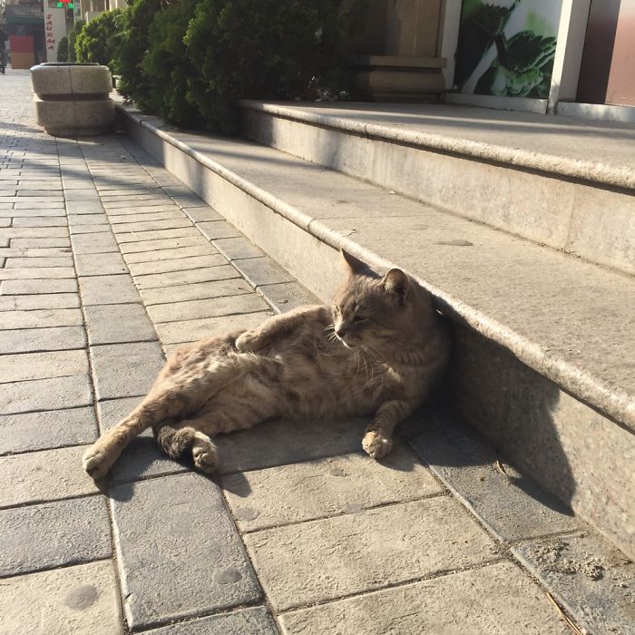 I Took Few Pictures Of A Supermarket Cat