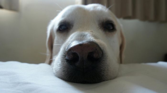 My Dog Just Patiently Wait For Me To Pet Him..