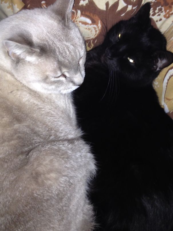 Roadie And Angel Loved To Cuddle!