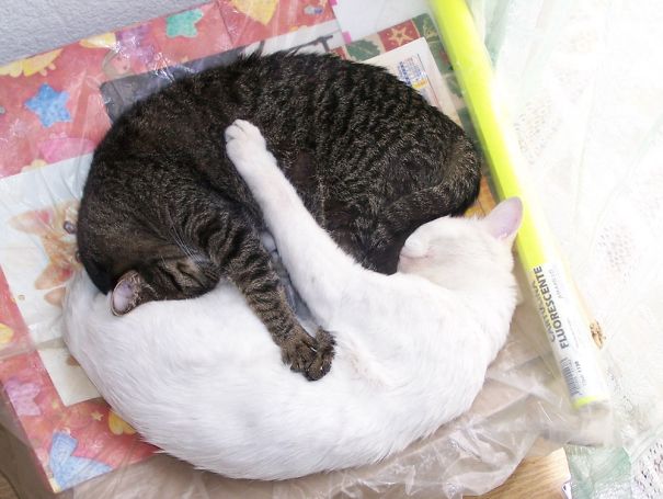 Ikishi + Onigiri =^~^=