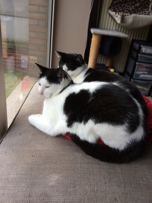 Toulouse & Lucifer, Loving Brothers... Most Of The Time.