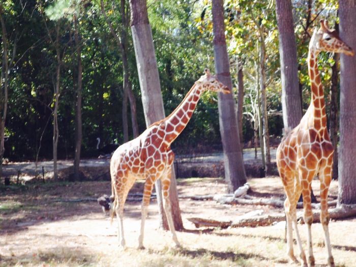 Cute Zoo Animals