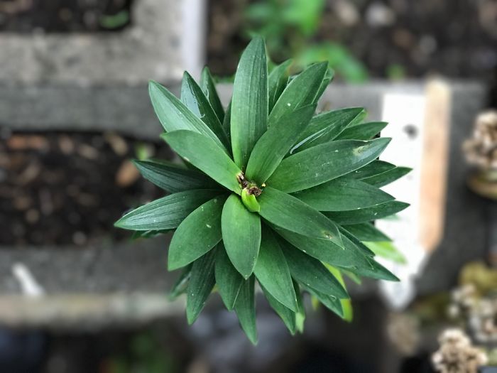 Why My Iphone 7 Plus Is Better Than A Dlsr