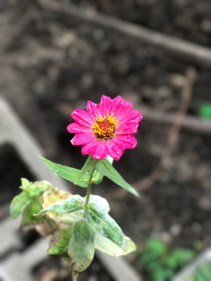 Why My Iphone 7 Plus Is Better Than A Dlsr