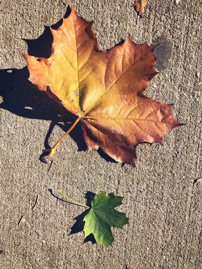 Why My Iphone 7 Plus Is Better Than A Dlsr