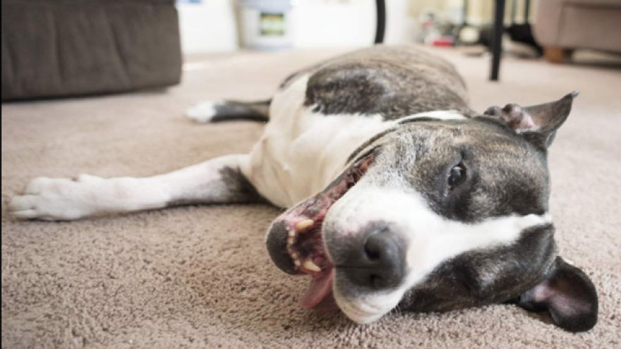 These Dogs Made The Sun Shine Brighter