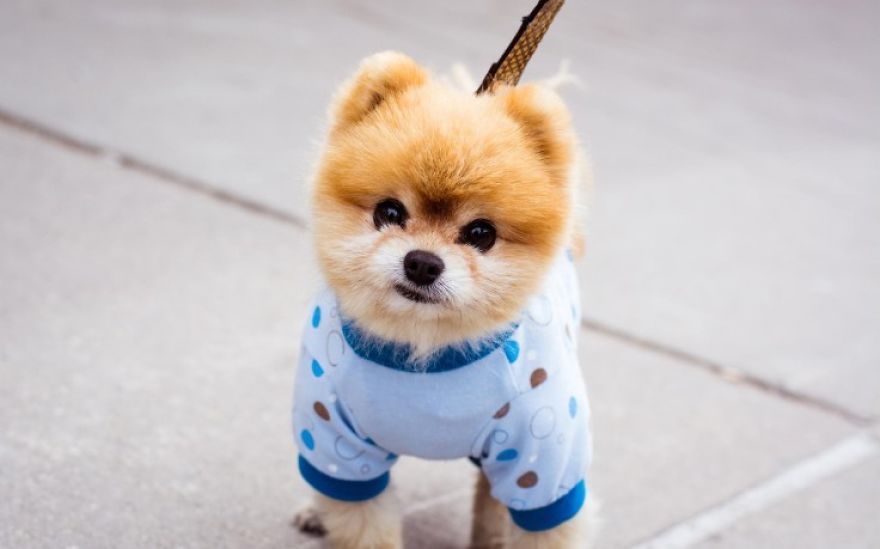 These Dogs Made The Sun Shine Brighter