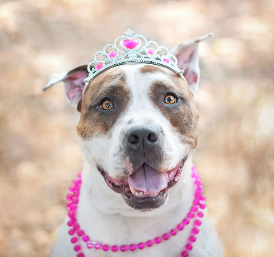 These Dogs Made The Sun Shine Brighter