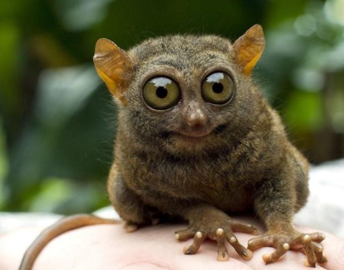 Here Are Some Funny Animal Pictures For Everyone