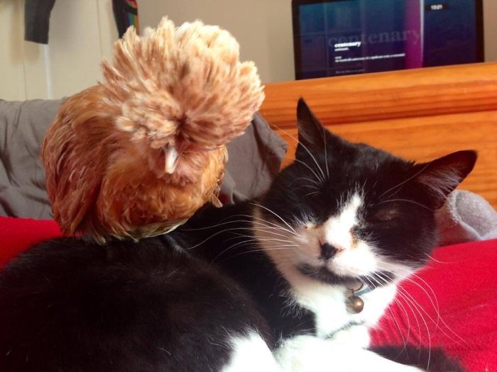 Best Friends: Cat & Chicken Best Friends: Cat & Chicken