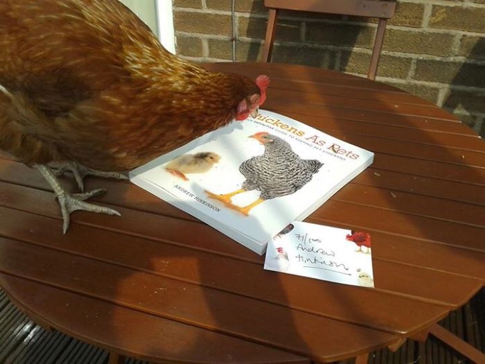 Best Friends: Cat & Chicken Best Friends: Cat & Chicken