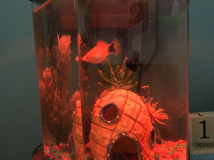 I Spent A Long Time Asking, And I Finally Got What I Asked For...my Own Fish!!! I Spent A Long Time Asking, And I Finally Got What I Asked For...my Own Fish!!!