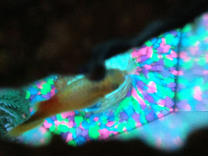 I Spent A Long Time Asking, And I Finally Got What I Asked For...my Own Fish!!! I Spent A Long Time Asking, And I Finally Got What I Asked For...my Own Fish!!!