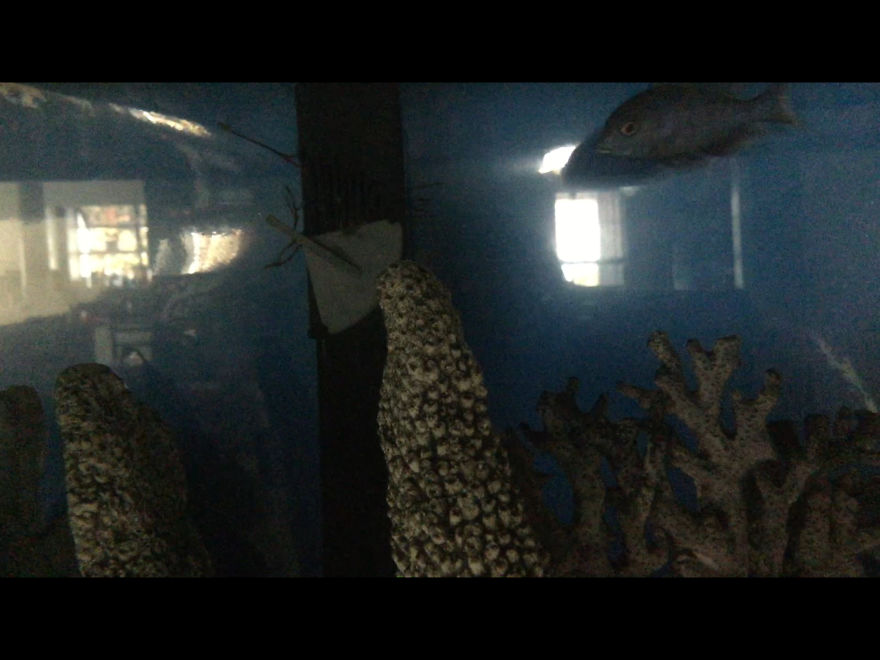 I Spent A Long Time Asking, And I Finally Got What I Asked For...my Own Fish!!! I Spent A Long Time Asking, And I Finally Got What I Asked For...my Own Fish!!!