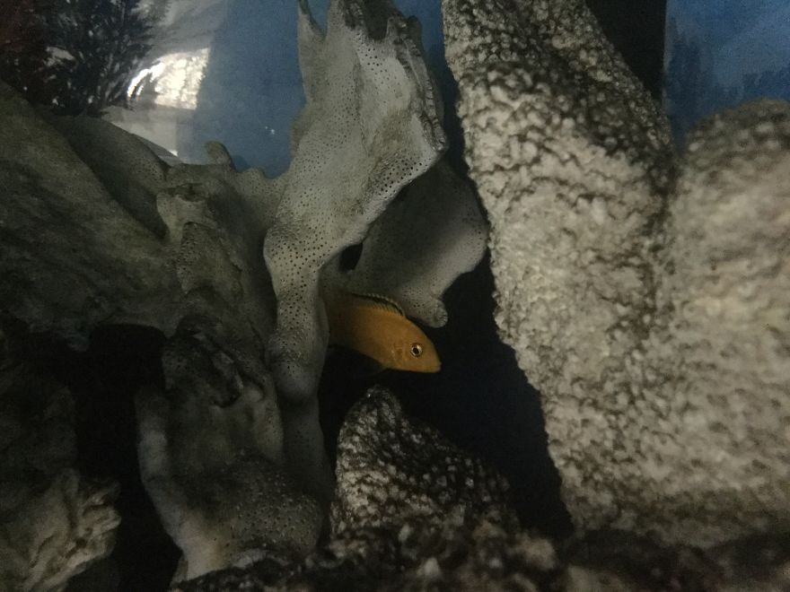 I Spent A Long Time Asking, And I Finally Got What I Asked For...my Own Fish!!! I Spent A Long Time Asking, And I Finally Got What I Asked For...my Own Fish!!!