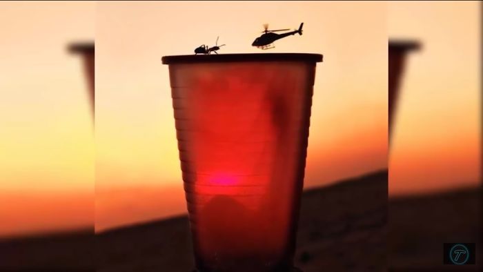 A Photographer Gets The Perfect Shot While Just Looking At Ants