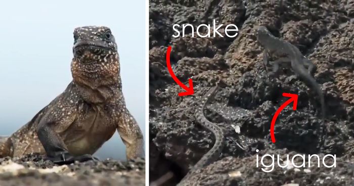 People Are Calling This Scene From Planet Earth 2 The Most Intense TV Moment Ever