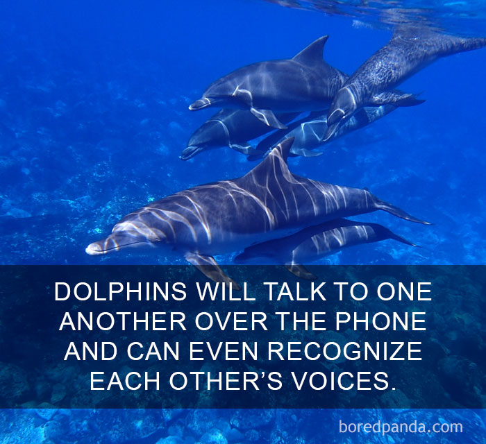 A pod of dolphins swimming underwater, illustrating amazing facts about their communication and voice recognition.