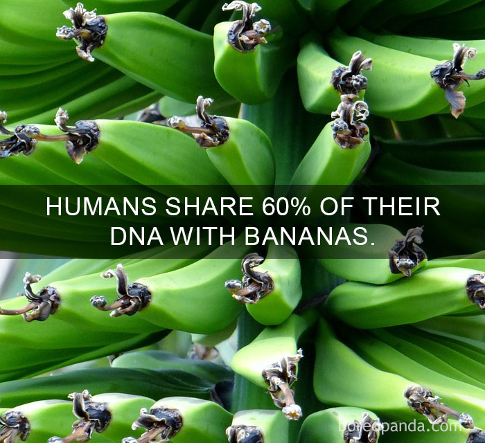 Close-up of green bananas on the plant with an amazing fact about shared DNA between humans and bananas.