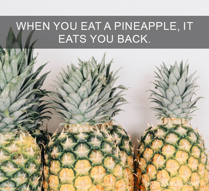 Three fresh pineapples with green crowns on a white background illustrating amazing facts about the world.