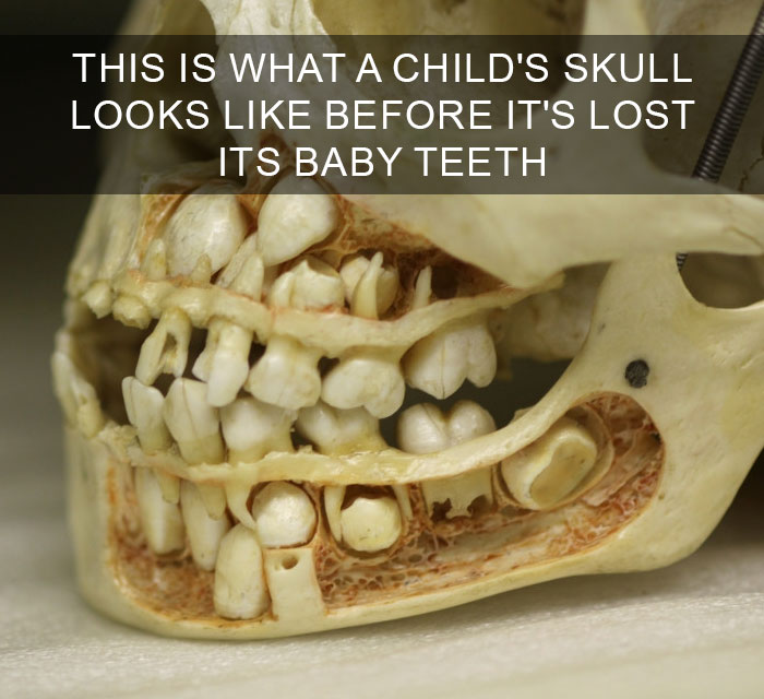 Close-up of a child's skull showing developing adult teeth inside the jaw, illustrating amazing facts about the human body.